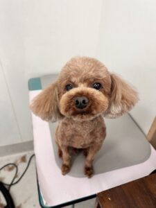メイちゃんのトリミング写真