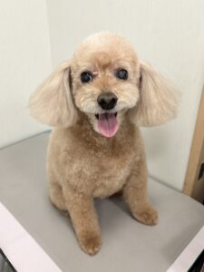モカちゃんのトリミング写真