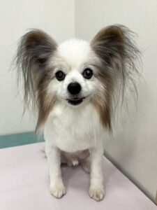 ライムくんのトリミング写真
