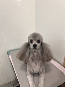 ラルゴくんのトリミング写真