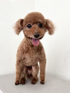 リヨンくんのトリミング写真