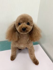 ルアナちゃんのトリミング写真