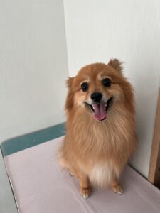 レックスくんのトリミング写真