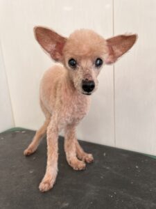 ロコモコくんのトリミング写真
