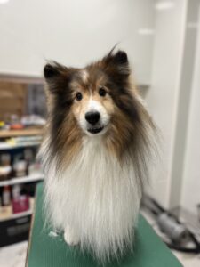 ロンくんのトリミング写真