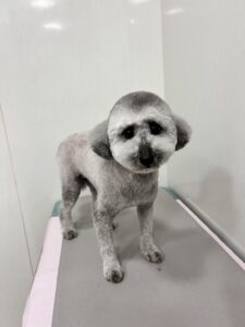奏音(かのん)ちゃんのトリミング写真