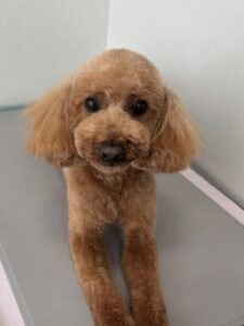栗(くり)くんのトリミング写真