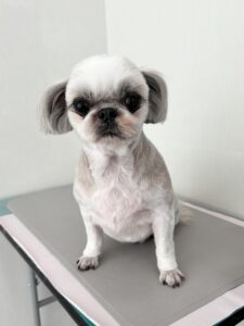 さくらちゃんのトリミング写真