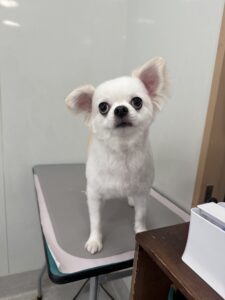 福(ふく）くんのトリミング写真
