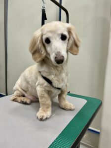 きなこちゃんのトリミング写真