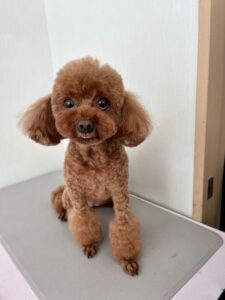 4月2日のわんこたちの写真