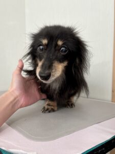 ビッケちゃんのトリミング写真