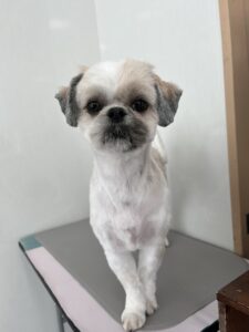4月4日のわんこたちの写真