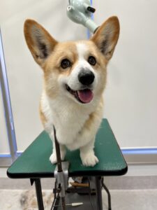 こまちちゃんのトリミング写真