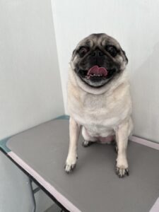 エマちゃんのトリミング写真
