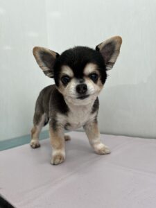 りなちゃんのトリミング写真