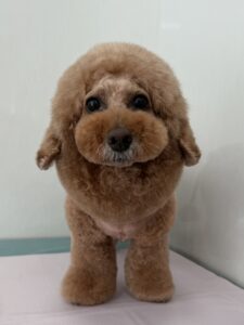 4月6日のわんこたちの写真