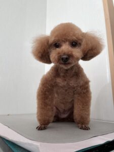 ニコルちゃんのトリミング写真