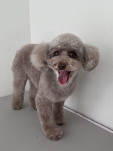 マイちゃんのトリミング写真