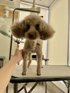 ココアくんのトリミング写真