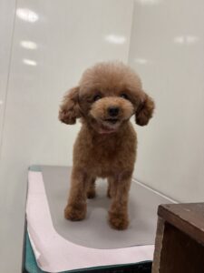 空音(クオン)ちゃんのトリミング写真