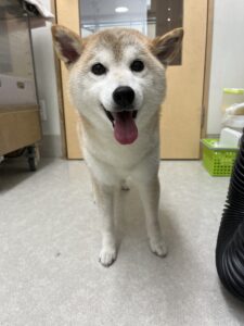 4月11日のわんこたちの写真