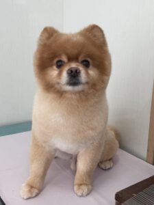 4月7日のわんこたちの写真