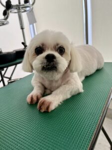 シロくんのトリミング写真