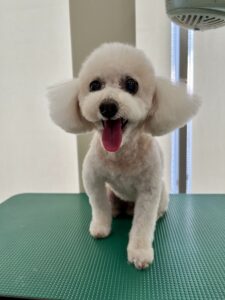 マロンちゃんのトリミング写真