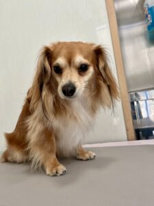 レンくんのトリミング写真