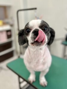 然(ぜん)くんのトリミング写真