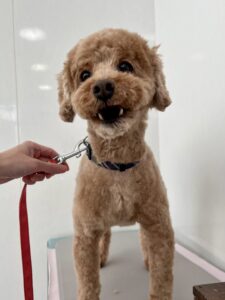 4月15日のわんこたちの写真