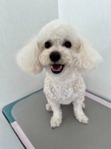 メルちゃんのトリミング写真