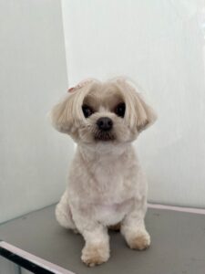 ちゃちゃちゃんのトリミング写真