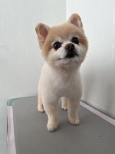 チロくんのトリミング写真