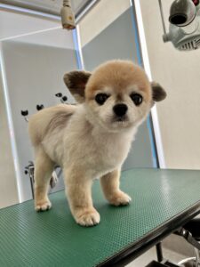 ロミくんのトリミング写真