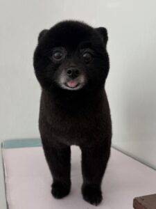 4月9日のわんこたちの写真