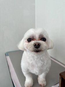 4月19日のわんこたちの写真