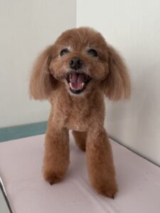 れおんくんのトリミング写真