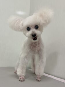 リリーちゃんのトリミング写真