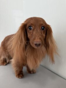 4月12日のわんこたちの写真