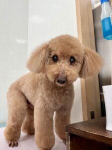 4月20日のわんこたちの写真