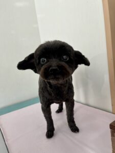 あずきちゃんのトリミング写真