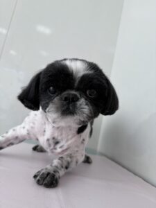 むくくんのトリミング写真