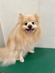 ひなたくんのトリミング写真