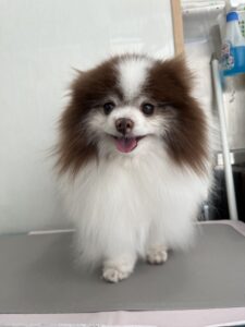 4月22日のわんこたちの写真