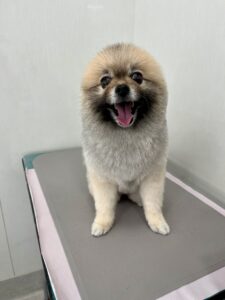 ほたるちゃんのトリミング写真
