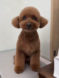 4月13日のわんこたちの写真