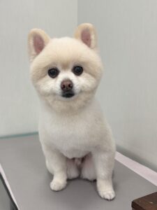 ぽこくんのトリミング写真