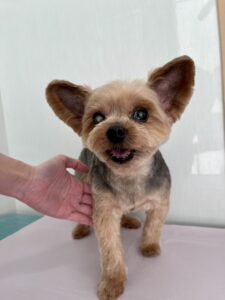 ミクちゃんのトリミング写真